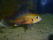 Callochromis macrops Ndole