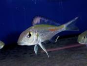 Callochromis stappersi Ikola