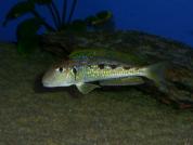 Xenotilapia ochrogenys "Ndole"