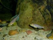 Xenotilapia papilio "Isanga"