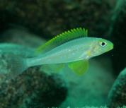 Xenotilapia papilio sunflower Chituta