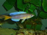 Cyprichromis leptosoma " Kigoma"