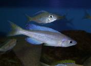 Cyprichromis leptosoma " Kitumba"