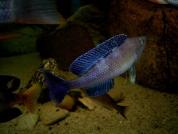 Cyprichromis leptosoma "speckleback"