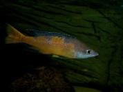 Cyprichromis leptosoma "speckleback"