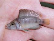 Altolamprologus Sumbu shell