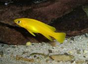 Neolamprologus longior