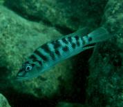 Altolamprologus fasciatus