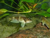 Lamprologus meleagris