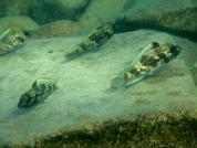 Lepidiolamprologus lemairi