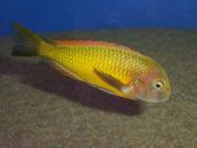Tropheus sp. "Ilangi Yellow"