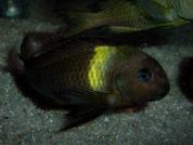 Tropheus sp. "Karago"