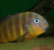 Tropheus sp. "Namansi II  (fiery fry)"