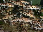 Synodontis multipunctatus