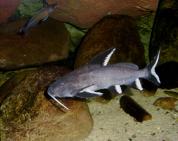 Synodontis granulosus